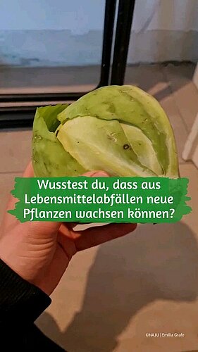 🚯🥬Aus Lebensmittelabfällen neue Pflanzen ziehen? Das funktioniert?!
🔥Und wie! Die Methode heißt Regrowing und ich habe...