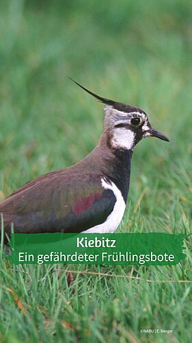💧Wasser Marsch für den Kiebitz!
Wie gut kennst du den gefährdeten Regenpfeifer?

🗓Die Wahl für den Vogel des Jahres 2024...